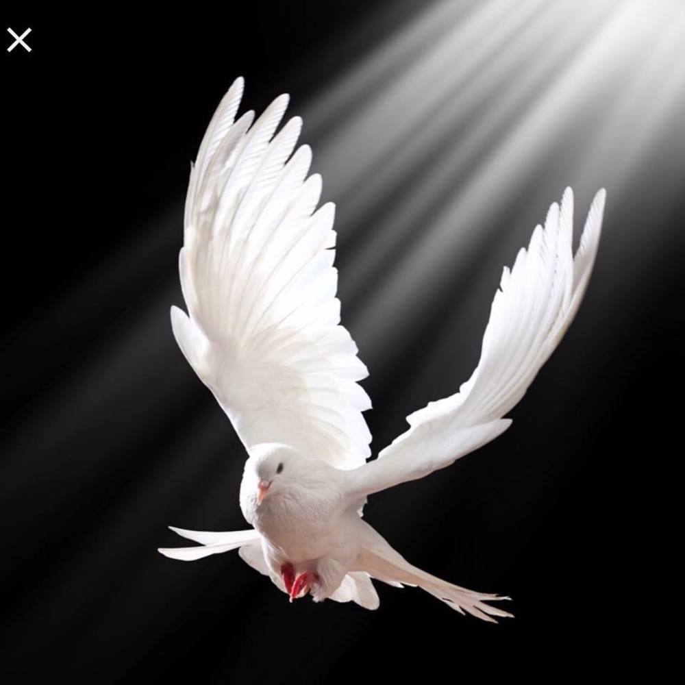 Meet your Posher, Ana